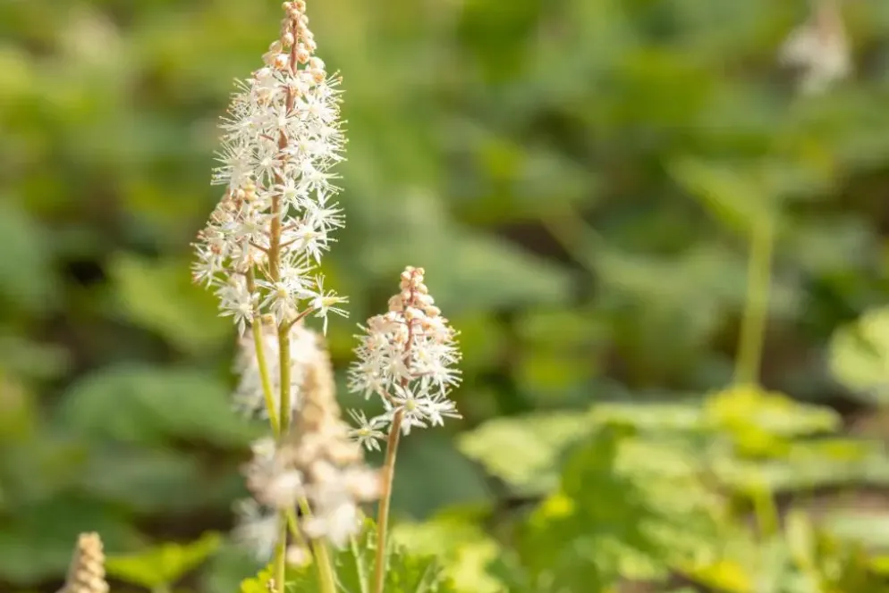 Tiarella cordifolia (Schuimbloem)