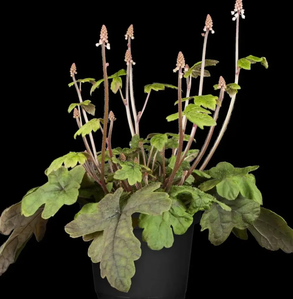 Tiarella cordifolia (Schuimbloem)