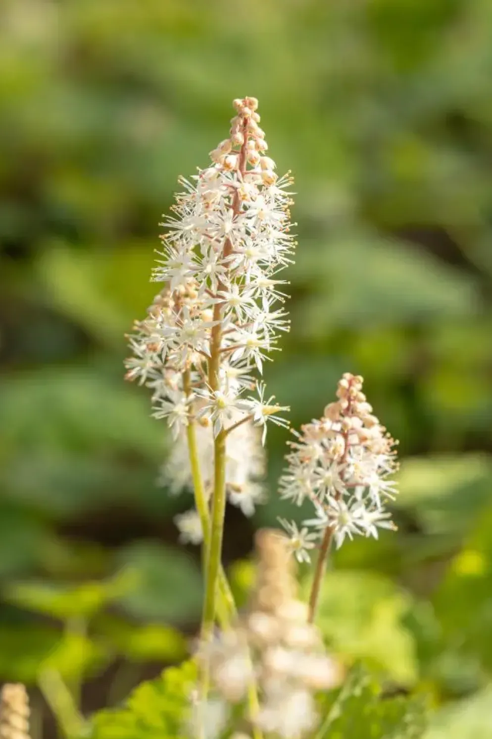 Tiarella cordifolia (Schuimbloem)