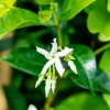 Trachelospermum jasminoides (Toscaanse jasmijn)