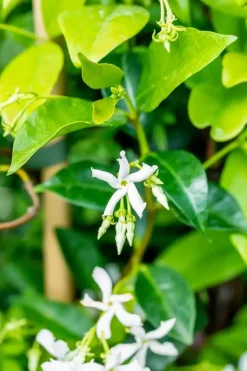 Trachelospermum jasminoides (Toscaanse jasmijn)