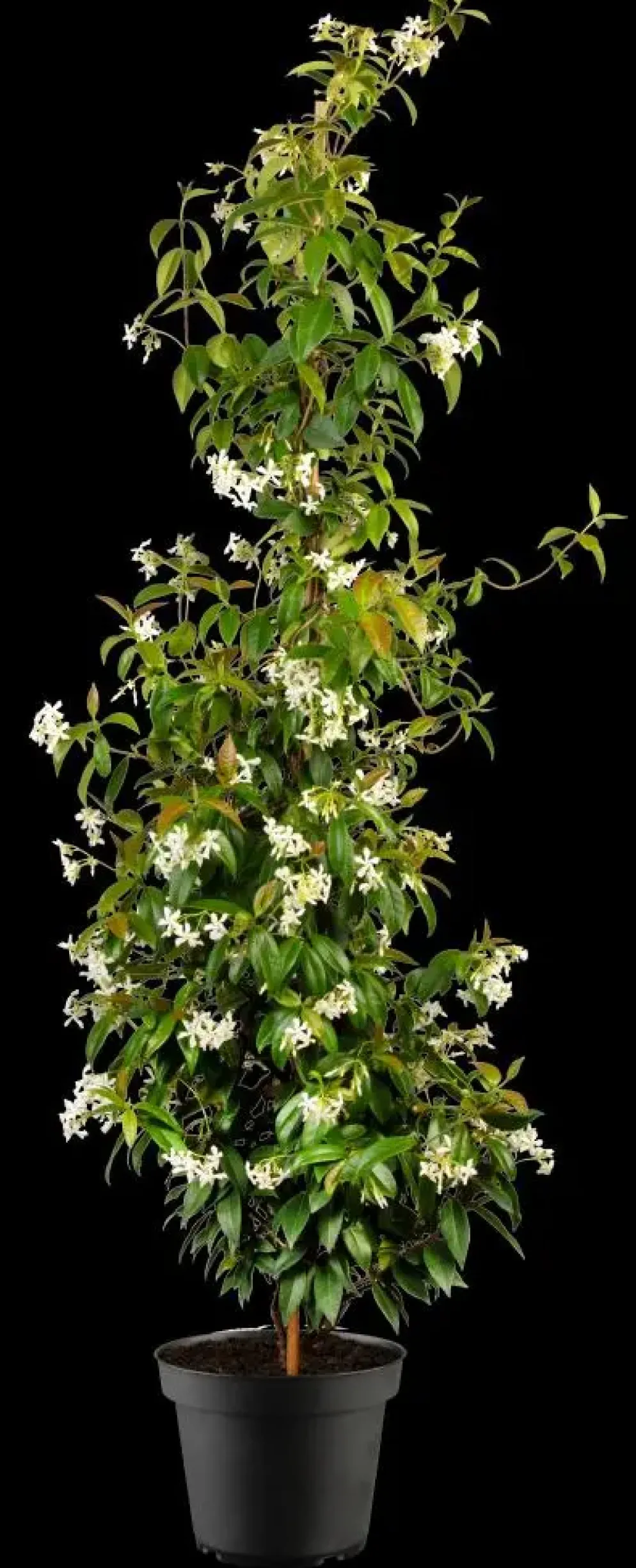 Trachelospermum jasminoides (Toscaanse jasmijn)