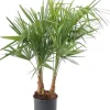 Trachycarpus fortunei (Chinese Waaierpalm) 110cm