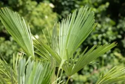 Trachycarpus fortunei (Chinese Waaierpalm) 110cm