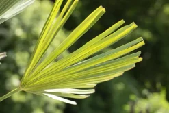Trachycarpus fortunei (Chinese Waaierpalm) 110cm