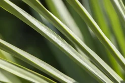 Trachycarpus fortunei (Chinese Waaierpalm) 110cm