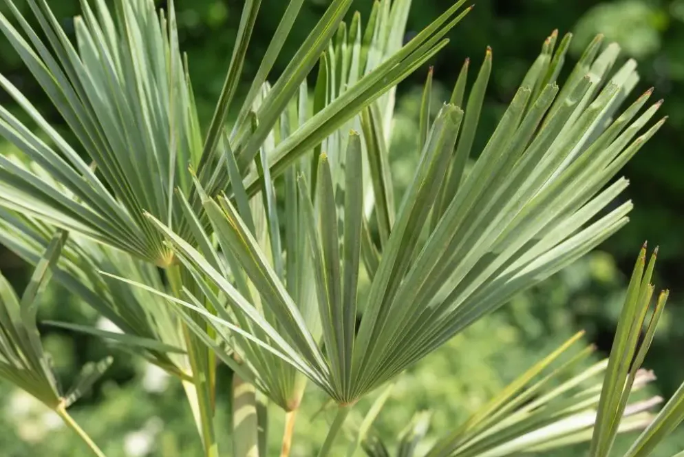Trachycarpus fortunei (Chinese Waaierpalm) 110cm