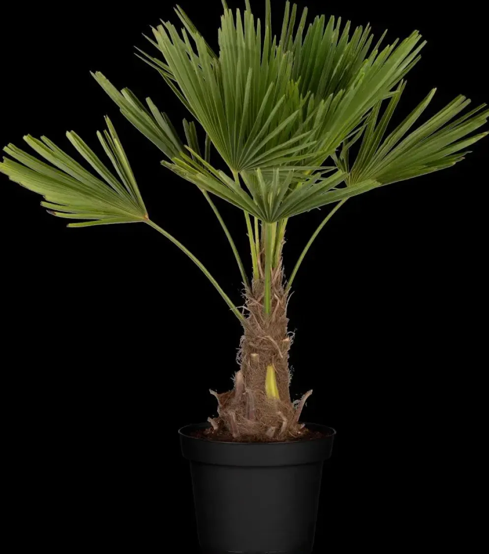 Trachycarpus fortunei (Chinese Waaierpalm) 110cm