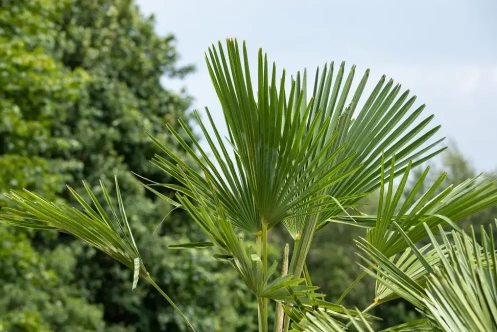 Trachycarpus fortunei (Chinese Waaierpalm) 110cm