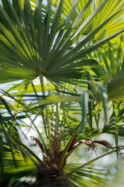 Trachycarpus fortunei (Chinese Waaierpalm) 110cm