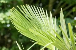 Trachycarpus fortunei (Chinese Waaierpalm) 110cm