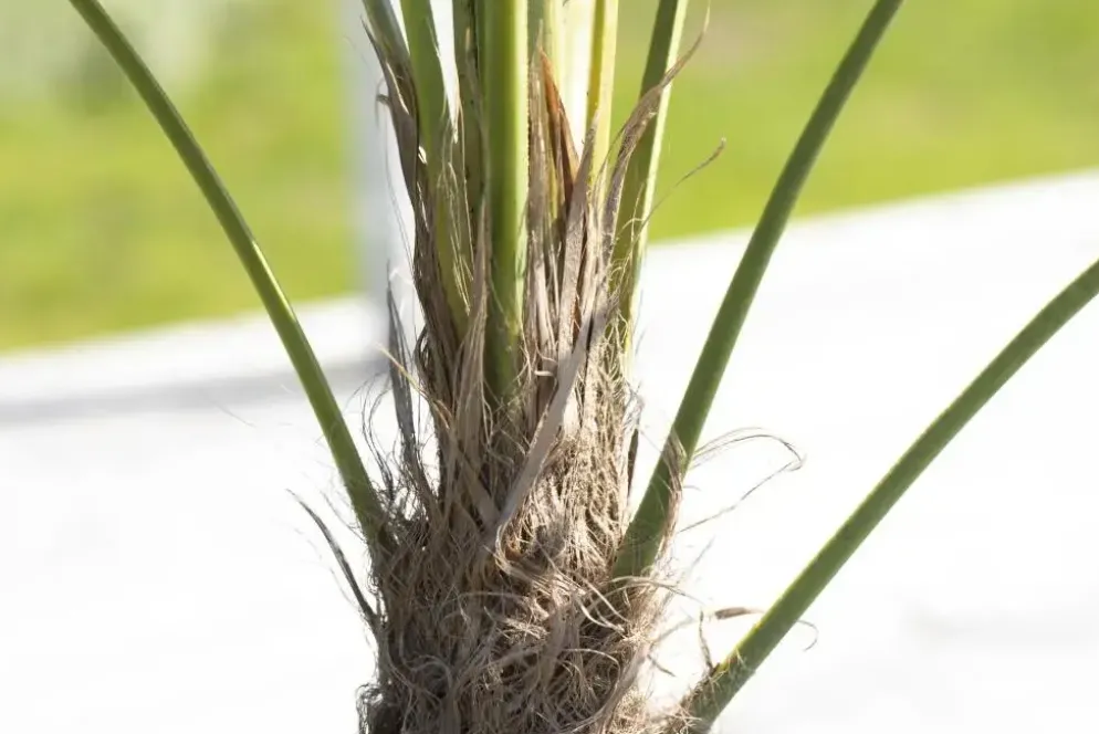 Trachycarpus fortunei (Chinese Waaierpalm) 110cm