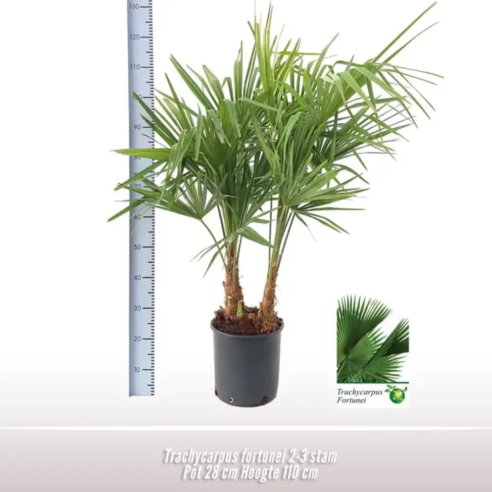 Trachycarpus fortunei (Chinese Waaierpalm) 110cm