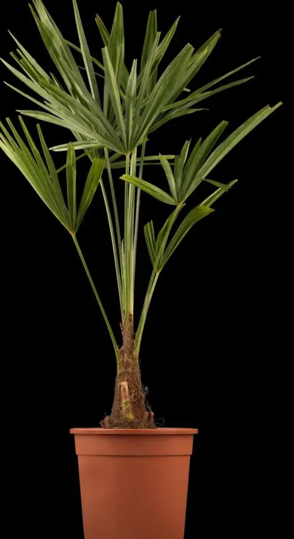 Trachycarpus fortunei (Chinese Waaierpalm) 110cm