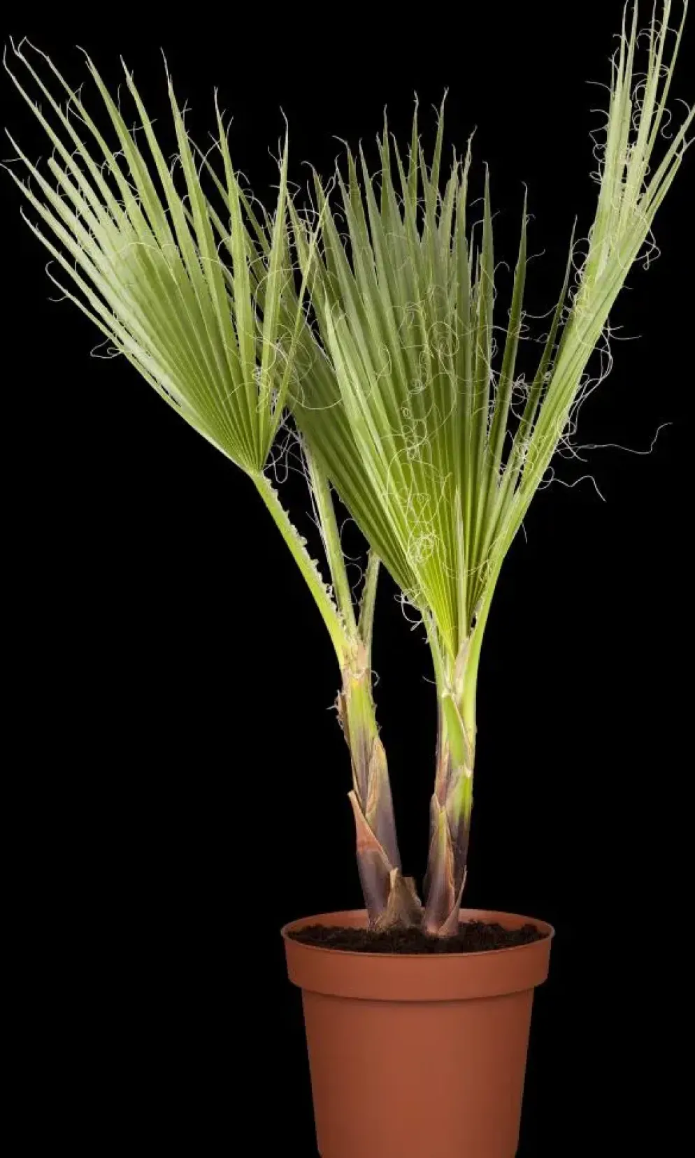 Trachycarpus fortunei (Chinese Waaierpalm) 110cm