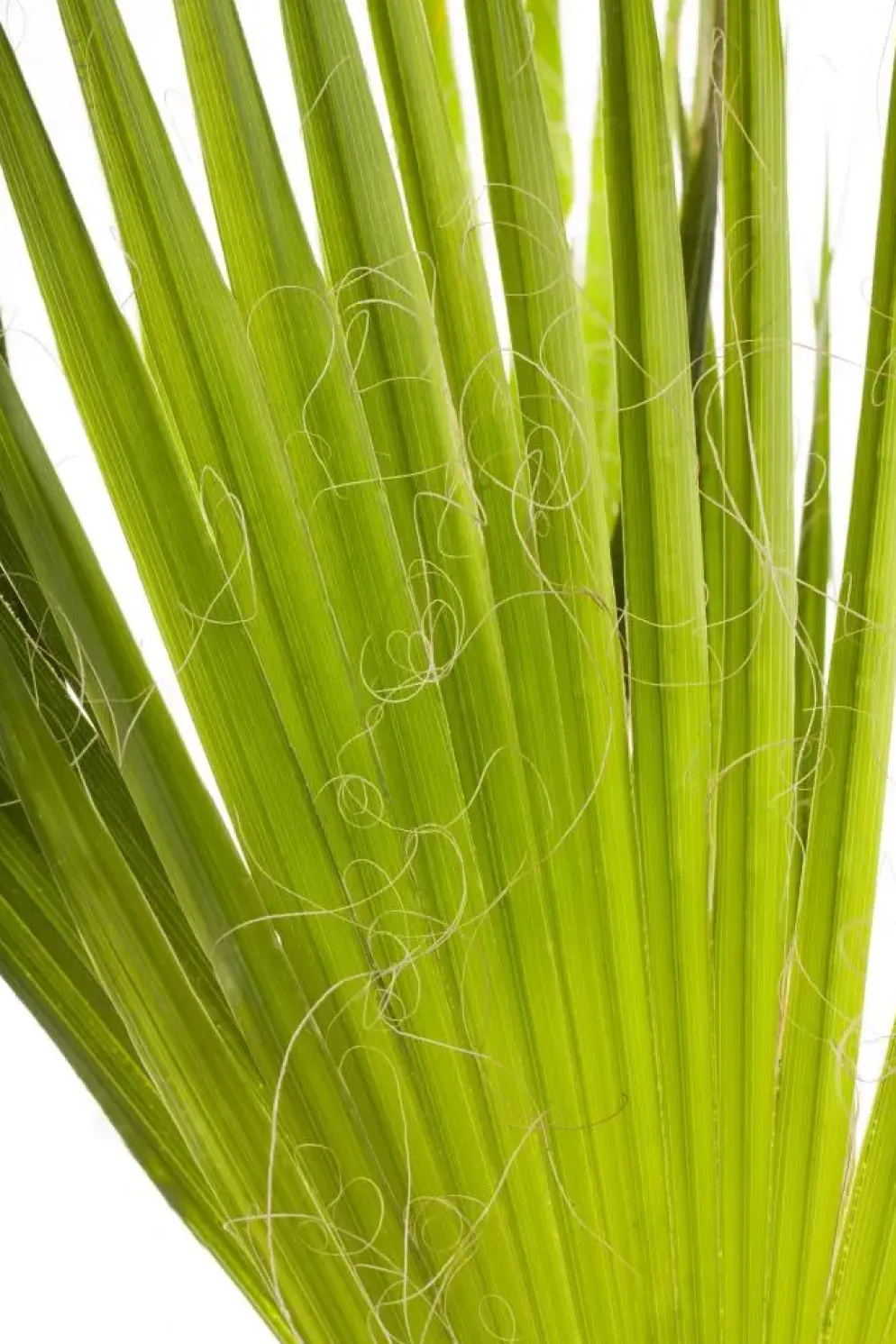 Trachycarpus fortunei (Chinese Waaierpalm) 110cm
