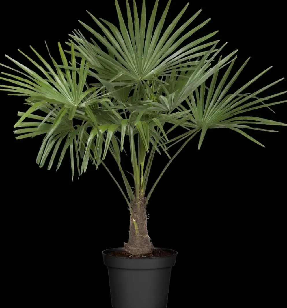 Trachycarpus fortunei (Europese palm)