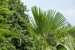 Trachycarpus fortunei (Europese palm)
