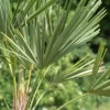 Trachycarpus fortunei (Europese palm)