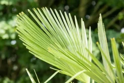 Trachycarpus fortunei (Europese palm)