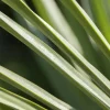 Trachycarpus fortunei (Windmolenpalm) 150cm