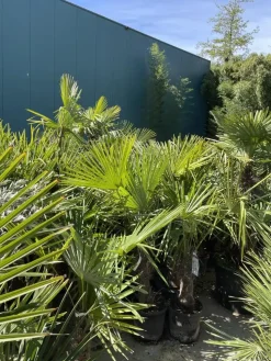 Trachycarpus fortunei (Windmolenpalm) 150cm