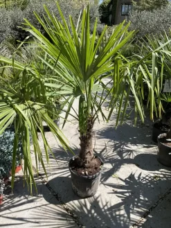 Trachycarpus fortunei (Windmolenpalm) 150cm