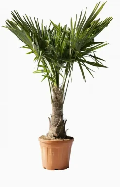 Trachycarpus fortunei (Windmolenpalm) 150cm