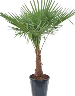 Trachycarpus fortunei (Windmolenpalm) 150cm