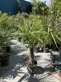 Trachycarpus fortunei (Windmolenpalm) 150cm