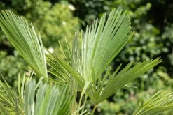 Trachycarpus fortunei (Windmolenpalm) 150cm