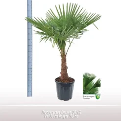 Trachycarpus fortunei (Windmolenpalm) 150cm