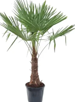 Trachycarpus fortunei (Windmolenpalm) 180cm