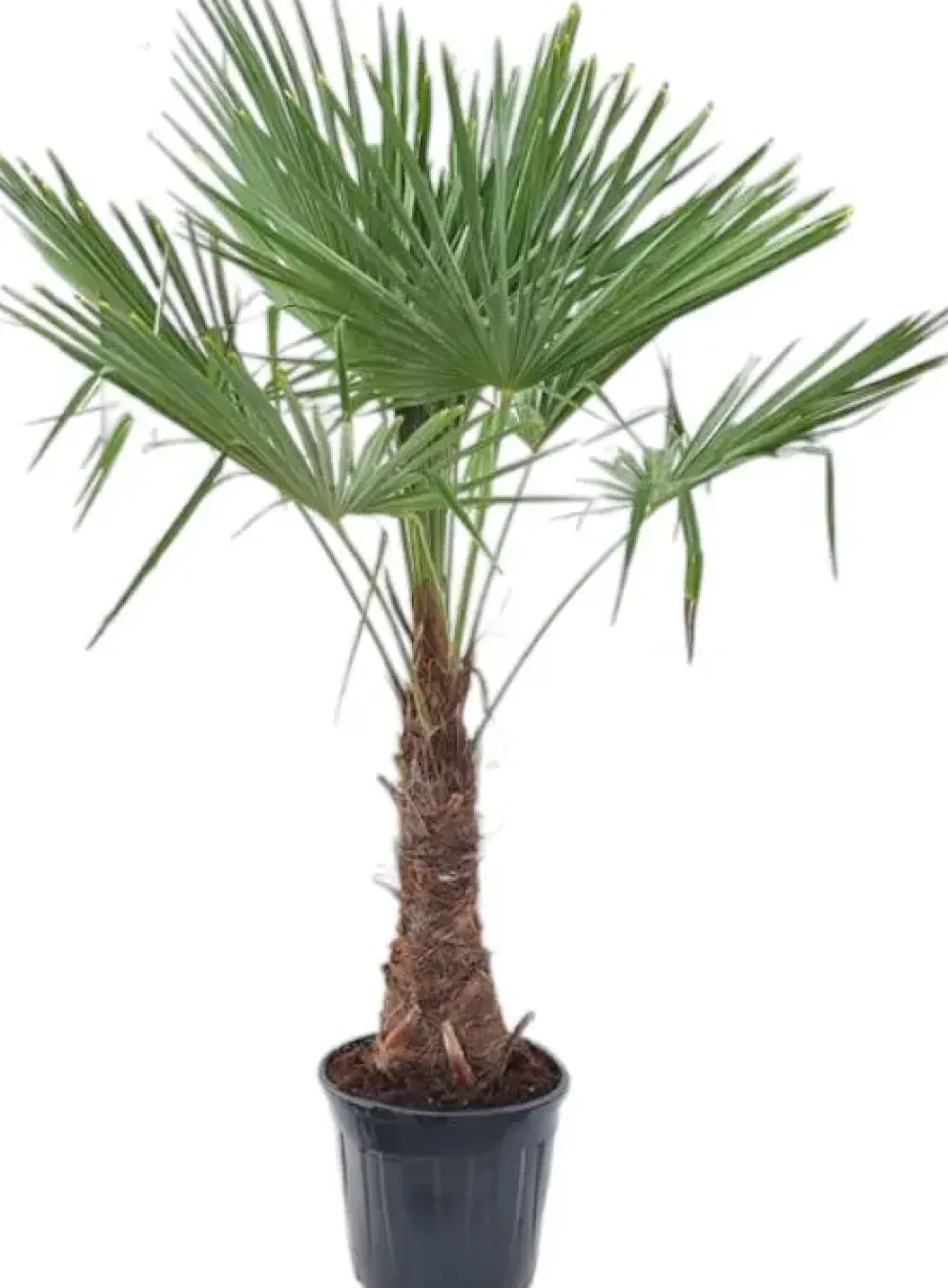 Trachycarpus fortunei (Windmolenpalm) 180cm