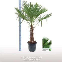 Trachycarpus fortunei (Windmolenpalm) 180cm