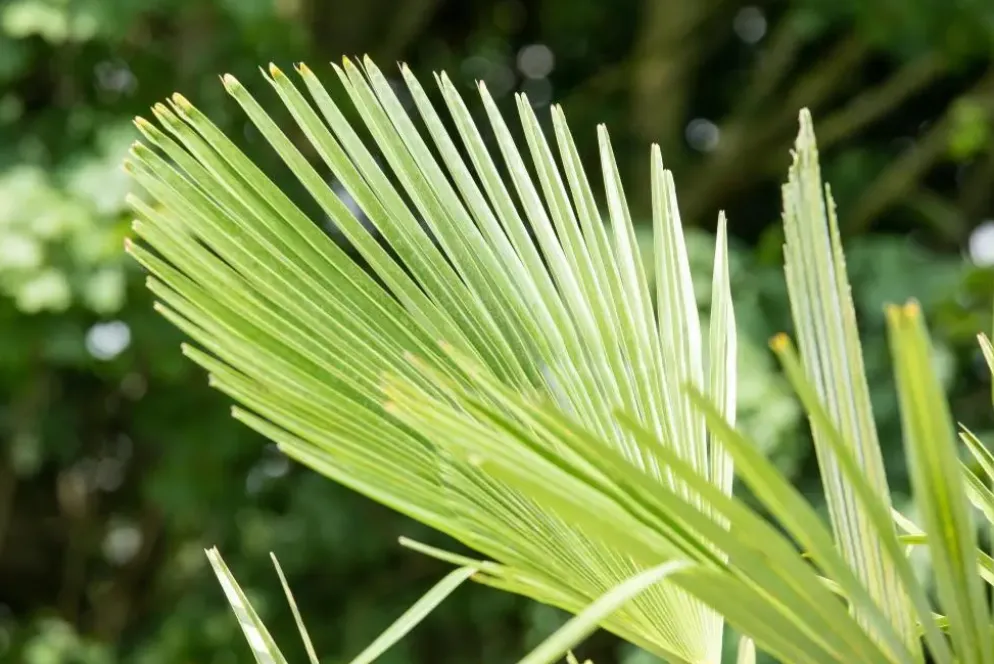 Trachycarpus fortunei (Windmolenpalm) 180cm