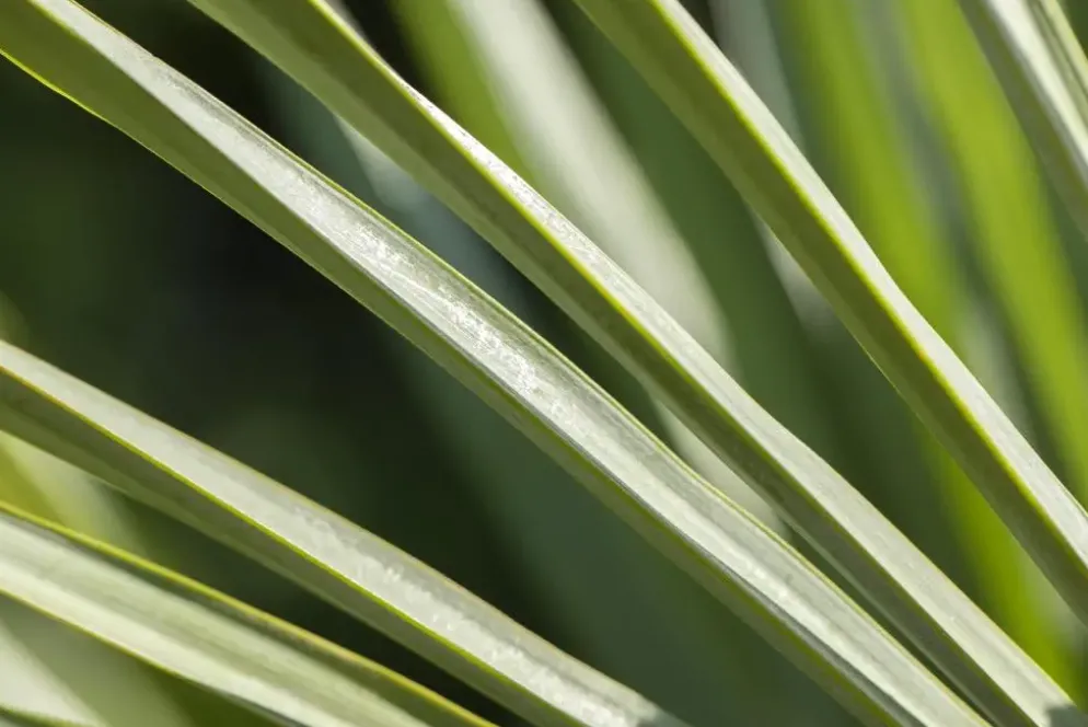 Trachycarpus fortunei (Windmolenpalm) 180cm