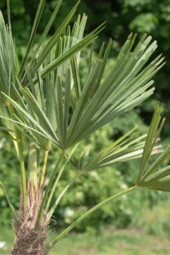 Trachycarpus fortunei (Windmolenpalm) 180cm