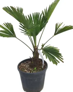 Trachycarpus wagnerianus (Europese palm)