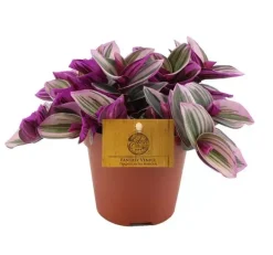 Tradescantia nanouk (Vaderplant) 20cm