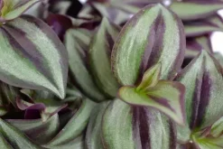 Tradescantia zebrina (Vaderplant) 20cm