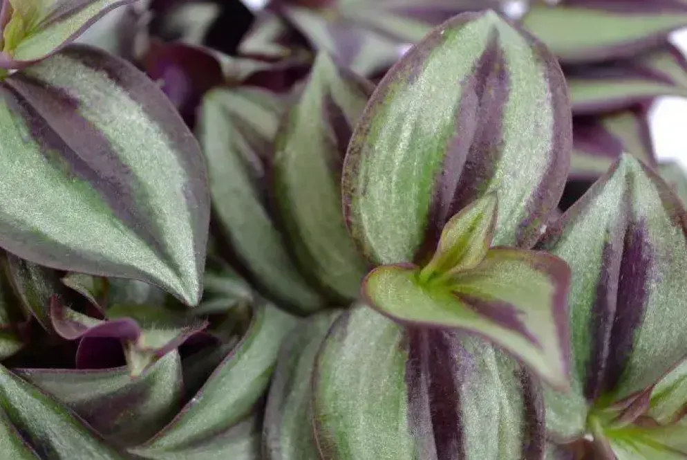 Tradescantia zebrina (Vaderplant) 20cm