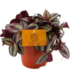 Tradescantia zebrina (Vaderplant) 20cm