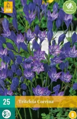 Triteleia Corrina 25 stuks