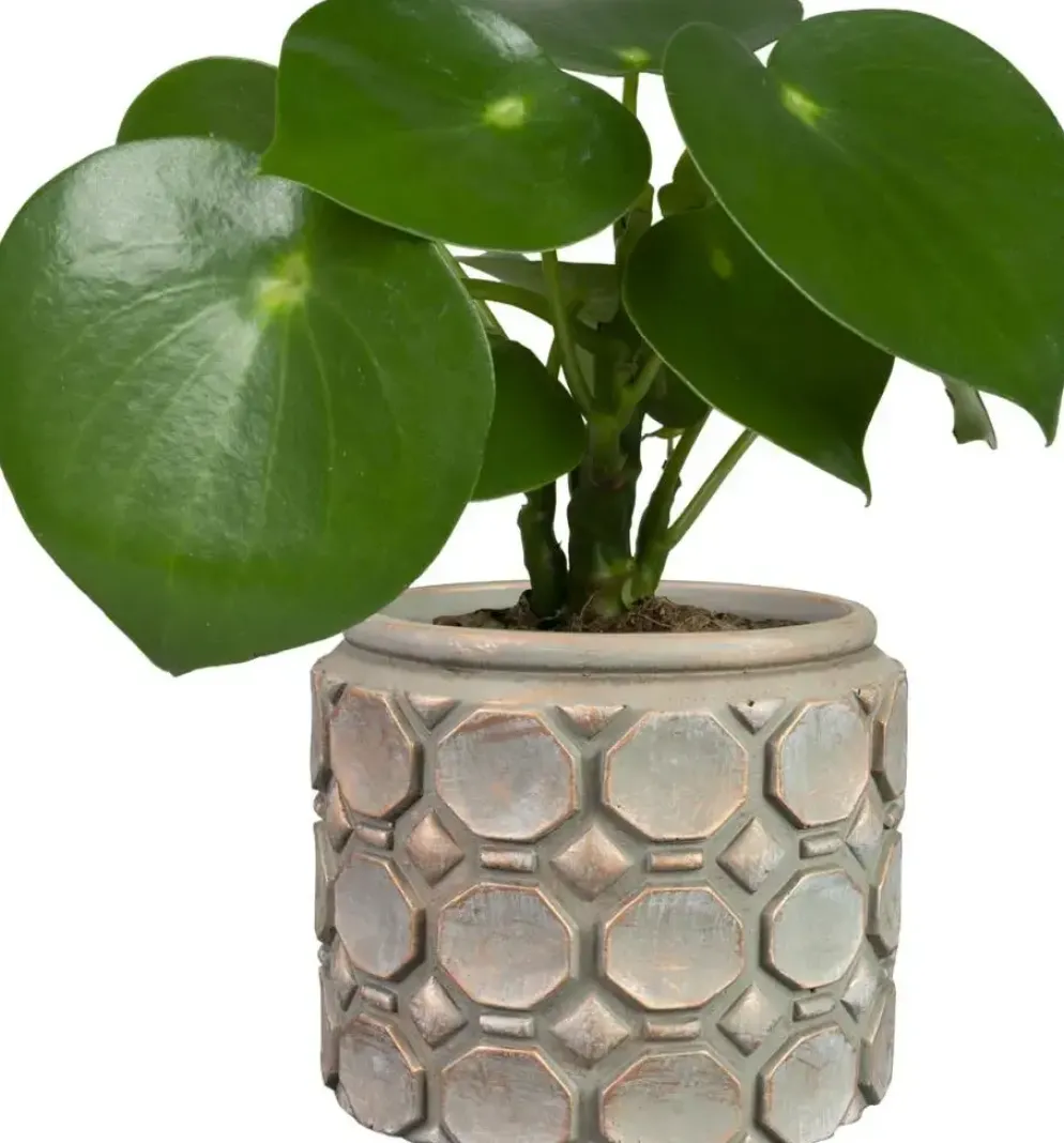 TS Collection bloempot jurre steen 16x13cm roze