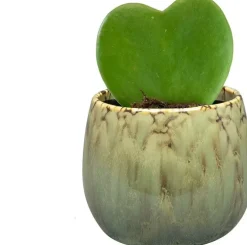 TS Collection bloempot odile keramiek 10x8cm groen