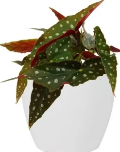 TS Collection bloempot sven keramiek 13x11cm wit