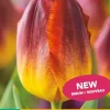 Tulipa amberglow 7st