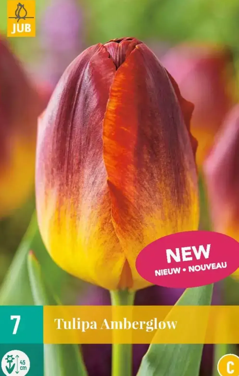 Tulipa amberglow 7st
