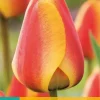 Tulipa Apeldoorn's Elite 10 tulpenbollen